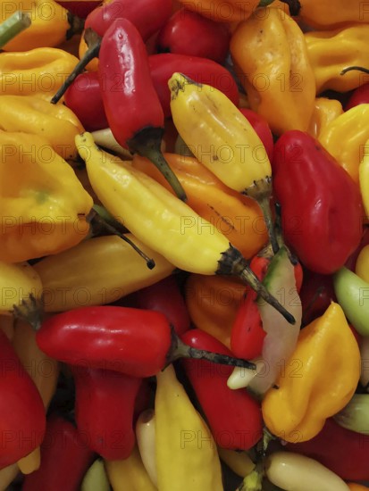 Fresh colourful peppers (capsicum) in different colours and varieties. Close-up and detailed view