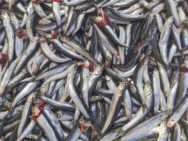 Freshly caught silver fish piled together in a large group, shiny scales, anchovies (engraulidae), Kemer, Turkey