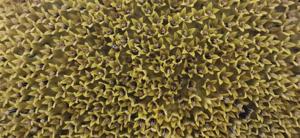 Close-up of yellow flower structures with numerous pointed shapes, sunflowers (helianthus annuus), Franconian Forest nature park Park, Germany