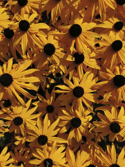 Yellow flowers with black centres in a dense, sunny arrangement, Black-eyed Susan vine (Rudbeckia hirta), Franconian Forest nature park Park, Germany