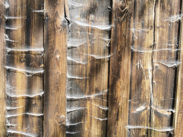 Weathered wooden planks covered with visibly old structure and cobwebs, rustic appearance, Frankenwald nature park Park, Germany