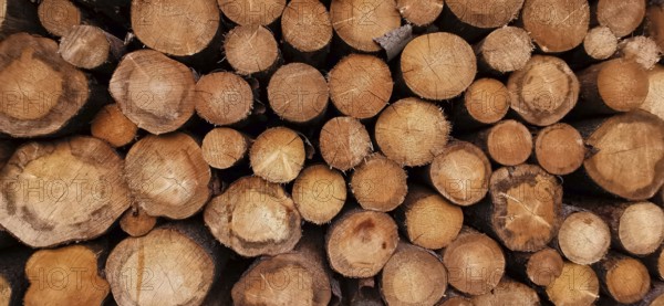 Stacks of tree trunks with various sizes and brown wood textures, Frankenwald nature park Park, Germany