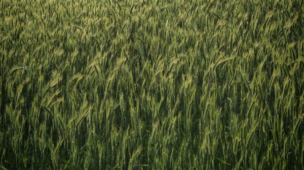 Dense green grain field (granum) in nature in spring, Franconian Forest nature park Park, Germany