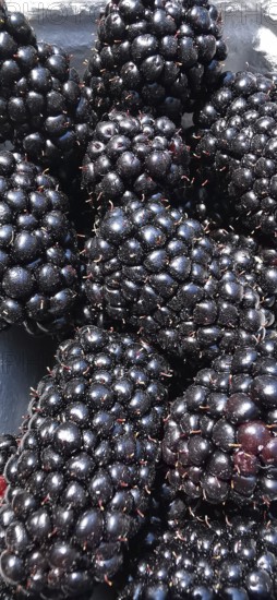 Close-up of shiny, dark blackberries (rubus) in a natural cluster, kemer, Turkey