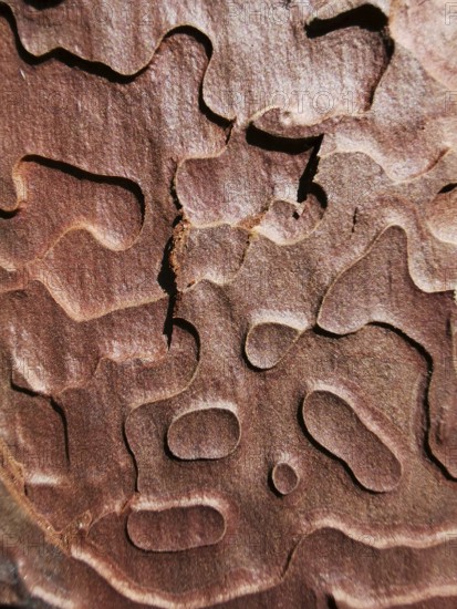 Close-up of wooden bark with distinctive texture and natural grain, Antalya, Turkey