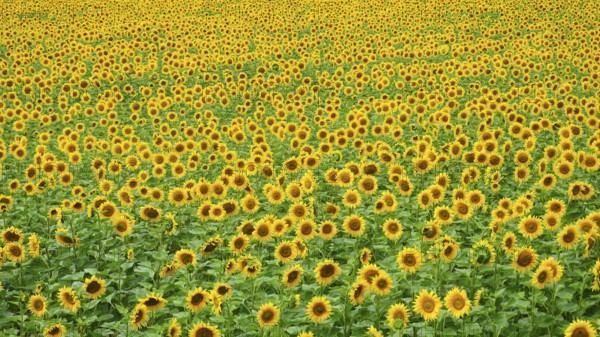 Extensive sunflower field with bright yellow heads under blue sky, natural view, Hungary