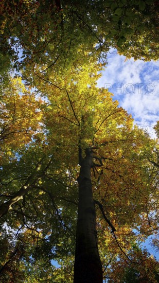 Eye-catching tree crown in autumn colors contrasting against the blue sky, Hainich National Park, Germany