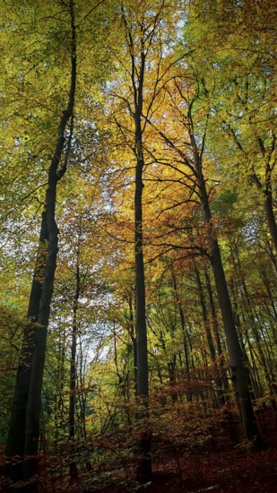 Colour-intensive forest with trees in warm autumn tones and sunlight, Hainich National Park, Germany