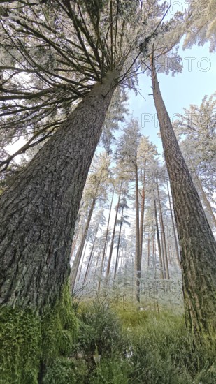 Tall trees stretch majestically into the blue sky of a tranquil forest