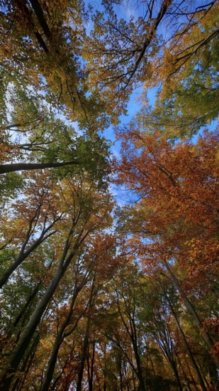 View through the colorful autumn forest into the clear blue sky, surrounded by tall trees