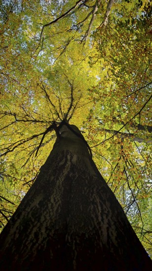 View from below of a tree in autumn colors, glowing leaves in the light, Hainich National Park, Germany