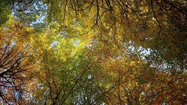 Autumn leaves glow in various colors against the sky, Hainich National Park, Germany