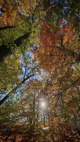 Sun rays break through the colorful foliage of autumn trees and create a warm atmosphere