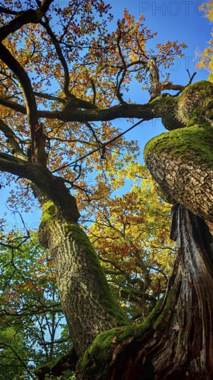 Tree view with moss-covered branches and autumn leaves under blue sky