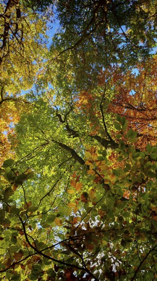 Autumn canopy from a frog's eye view with bright colors and a sunny atmosphere
