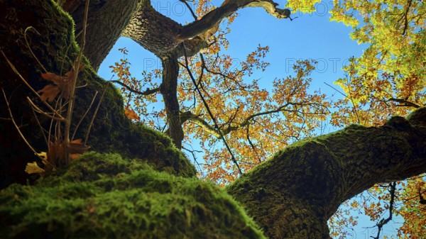 View of a tree with moss-covered branches and autumn leaves in various colors against a blue sky