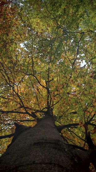 Large tree trunk with autumn leaves that glow in shades of yellow and green