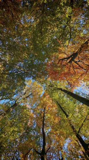 Colourful leaf coat in autumn, brightened by bright sunshine and blue skies