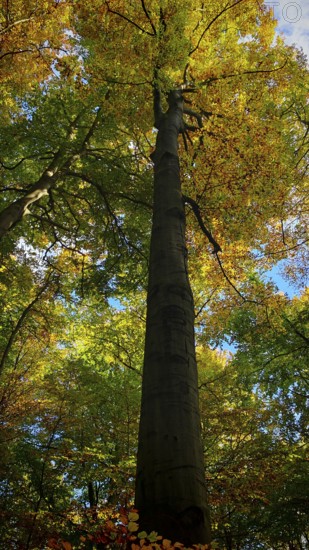 Single tree trunk leading into the colorful treetop in autumn, Hainich National Park, Germany