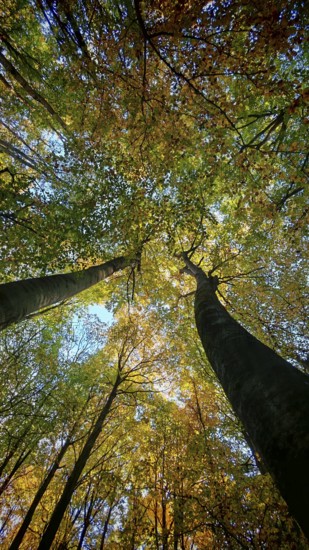 Tangled treetops in vibrant autumn colors framing the sky, Hainich National Park, Germany