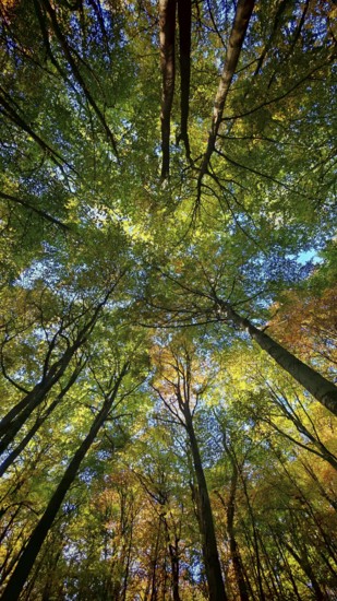 Looking up at a dense network of treetops in autumn colors under a clear sky, Hainich National Park, Germany