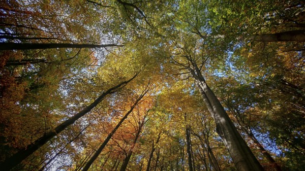 Autumn forest with colorful leaves, sunlight breaks through the treetops, Hainich National Park, Germany