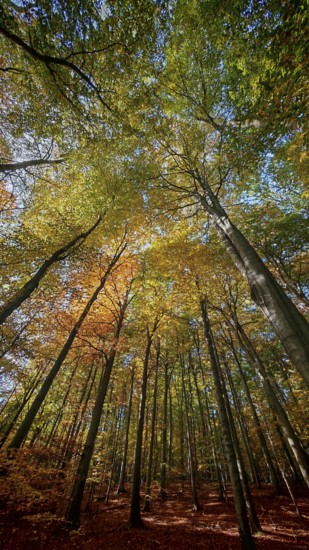 Forest trail with tall trees, the colorful autumn leaves create a warm atmosphere, Hainich National Park, Germany