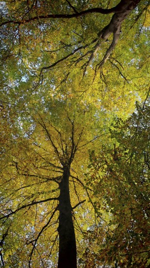 View from below of a treetop glowing in shades of yellow and green, Hainich National Park, Germany