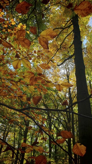 Autumn trees with orange leaves, flooded with sunlight, Hainich National Park, Germany