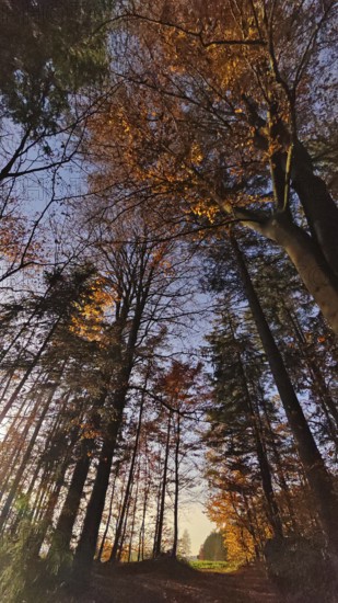 Autumn forest trail against the rising sun and colorful leaves, Franconian Forest, Germany