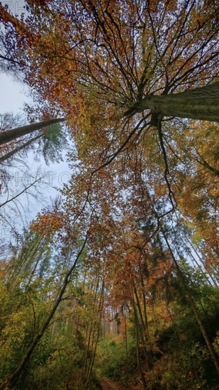 View of an autumn forest with various trees and foliage, Frankenwald, Germany