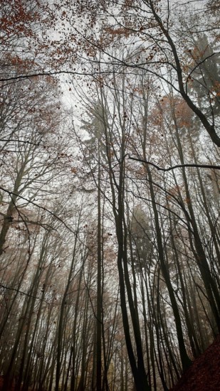 Bare and foggy autumn forest with tall dark trees and a quiet atmosphere
