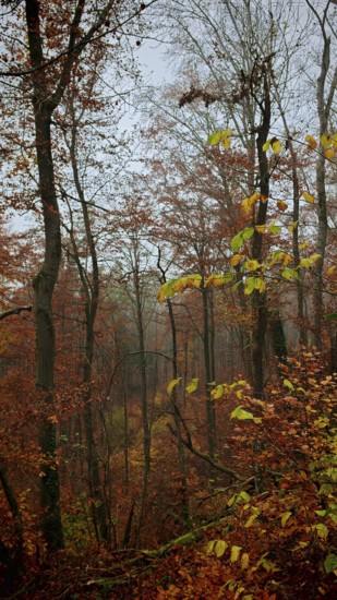 Autumn forest scene with foggy atmosphere and colorful foliage on the trees, Franconian Forest, Germany