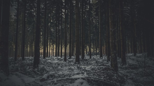 Snow-covered forest scene at dusk with shady trees and quiet, mystical atmosphere, Fichtelgebirge, Germany