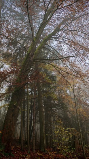 A large tree rises high in a foggy, romantic, autumnal forest, Franconian Forest, Germany