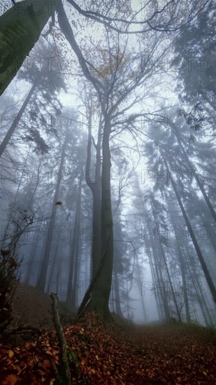 Mystical forest scene with foggy atmosphere and towering trees, Upper Franconia, Germany