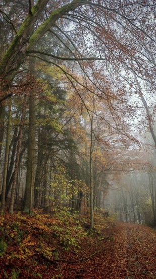 A foggy forest path covered with colorful autumn leaves provides a mystical atmosphere, Franconian Forest, Germany
