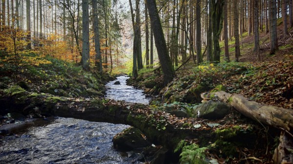 A stream snakes through a romantic autumnal forest with colorful foliage, Franconian Forest, Germany