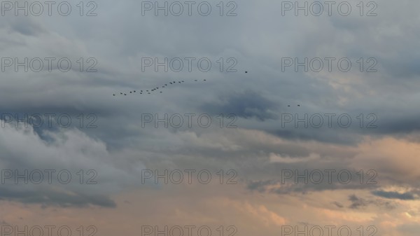 Birds fly in blue sky with orange sunset sky, Lake Ohrid, North Macedonia