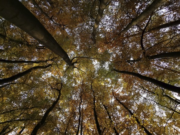 Looking up into an autumnal forest with colorful leaves and treetops, Frankenwald, Germany