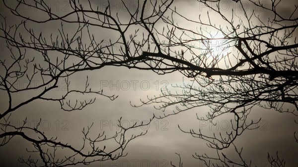 Branches against a cloudy sky with visible sun, Frankenwald, Germany