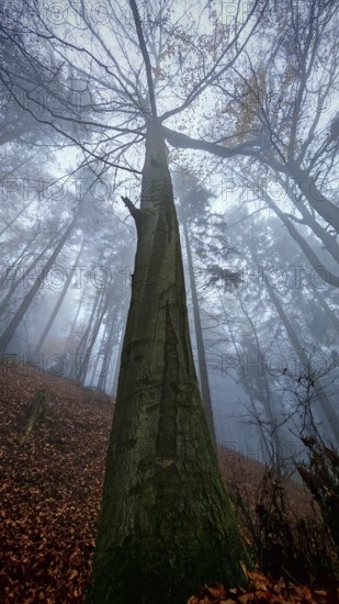A large tree trunk in a foggy forest in autumn, Franconian Forest, Germany