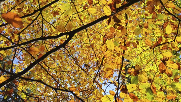 Golden and brown autumn leaves in sunshine creating a warm atmosphere, Frankenwald, Germany