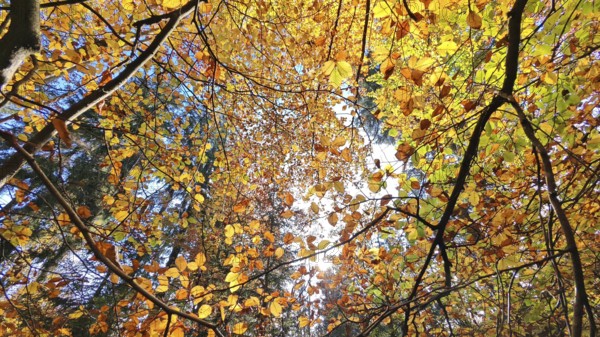 Multicolored autumn leaves on treetops in sunlight create a peaceful scene, Franconian Forest, Germany