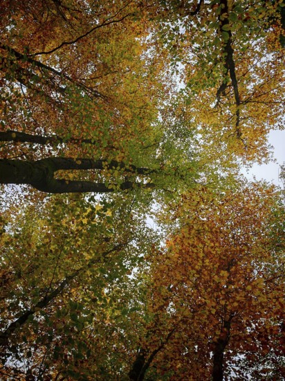 Dense treetops with golden and red autumn leaves in the forest, Rennsteig, Frankenwald