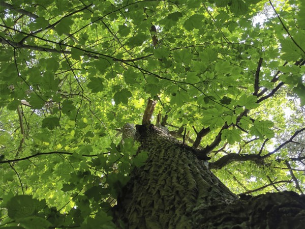 View from below of a tree with green leaves in sunlight, creating a calm and refreshing atmosphere