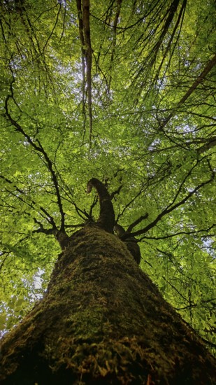 Looking up into a green treetop full of leaves, Frankenwald, Germany