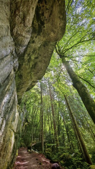 Path under rocks and tall rows of trees in densely wooded area, Franconian Switzerland, Germany