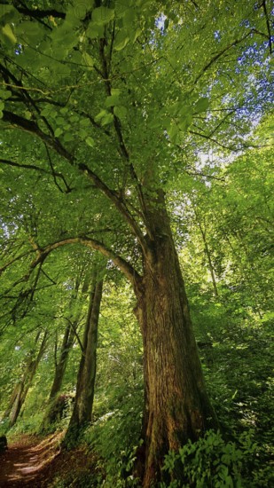 Large tree next to a narrow path in a dense, green forest, Franconian Forest, Germany