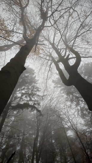 Trees covered in fog in autumn forest, Franconian Forest, Germany